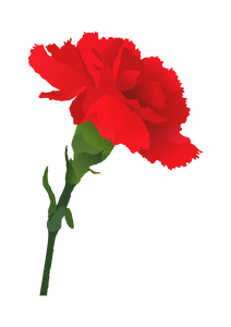 Carnation